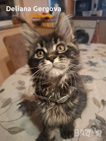 Котета Мейн кун, снимка 11 - Мейн кун - 53102328