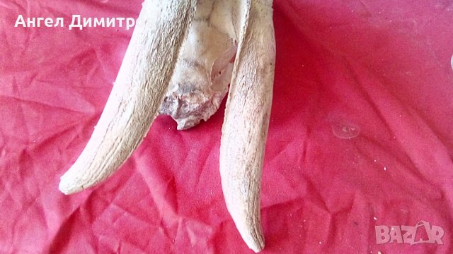 Череп от сръндак , снимка 13 - Антикварни и старинни предмети - 38115260