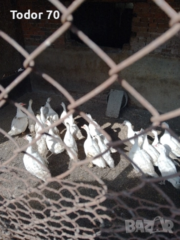 Продавам патици, снимка 1