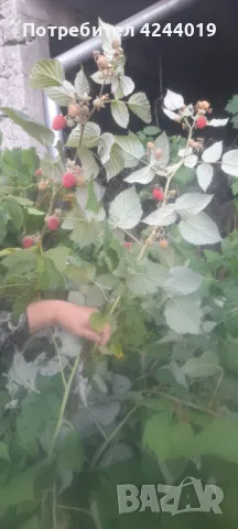 Корени малини