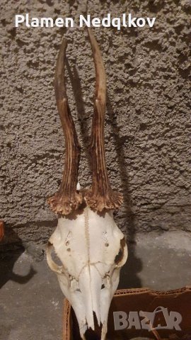 Сет рога, снимка 6 - Колекции - 39485402