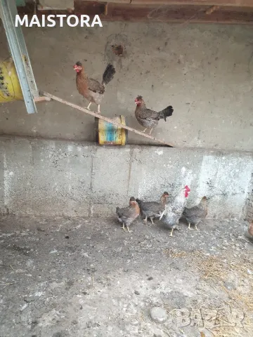 яйца от кокошки Легбар и пекински патици юрдечки, снимка 4 - Кокошки и пуйки - 46476827