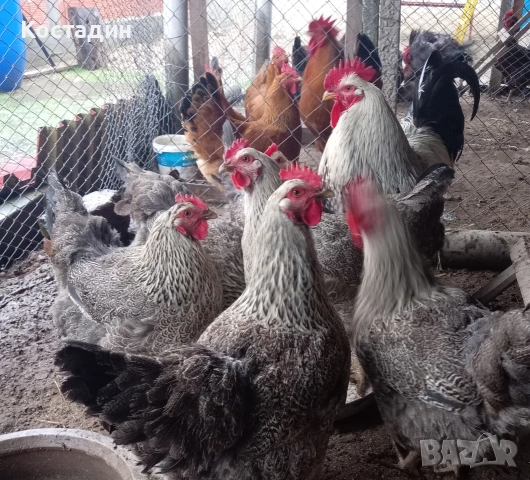 Разподни яйца от катунска кокошка Сребърна линия Разподни яйца от катунска кокошка Сребърна линия , снимка 6 - Кокошки и пуйки - 53273408