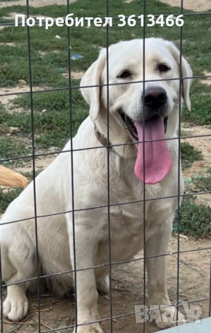 Чистокръвни Лабрадор ретривър , снимка 4 - Лабрадор ретривър - 53201441