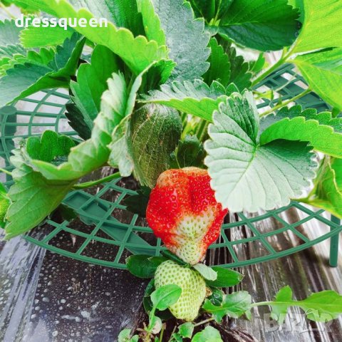 3700 Стойка за ягоди, снимка 7 - Други - 37651642