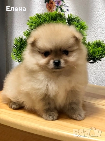 Померанче, снимка 13 - Померан - 52392869