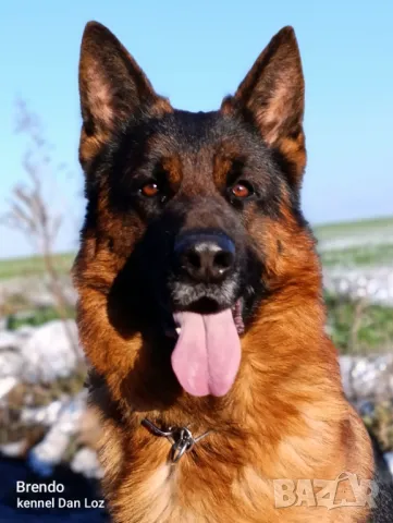 Мъжка немска овчарка с родословие за разплод, снимка 3 - Немска овчарка - 46032827