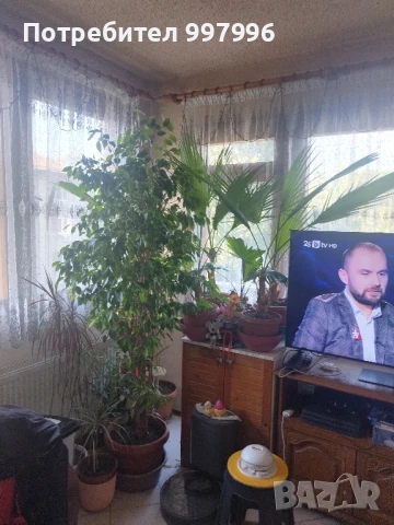 Бенджамин- 2м, снимка 3 - Стайни растения - 50990298