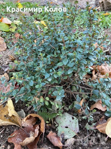 Ягодова мирта, чилийска гуава, Ugni molinae, растения плододаващи, екзотични, снимка 4 - Градински цветя и растения - 52516873