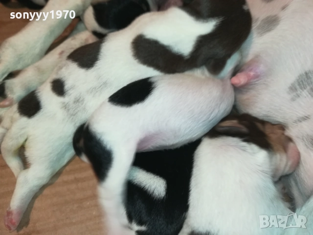 ДЖАК РЪСЕЛ-СЛАДКИ КУЧЕНЦА 2208251803, снимка 13 - Джак ръсел териер - 51456533