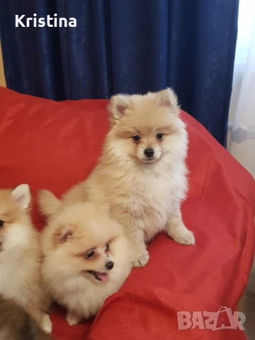 Померан померани свободни!, снимка 4 - Померан - 52774832