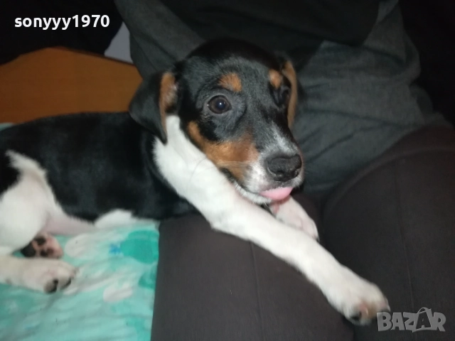 ДЖАК РЪСЕЛ-МОМИЧЕ С РОДОСЛОВИЕ ПАСПОРТ 0411252144, снимка 6 - Джак ръсел териер - 52297701