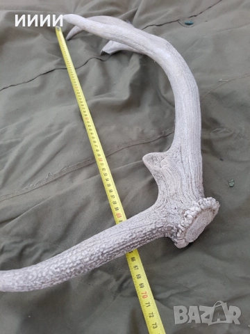 Еленов рог, снимка 4 - Антикварни и старинни предмети - 52650223