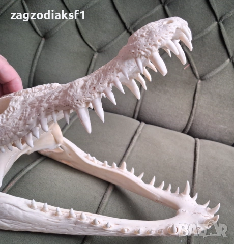 Челюст от Крокодил и Крокодилска кожа, снимка 5 - Колекции - 52465330