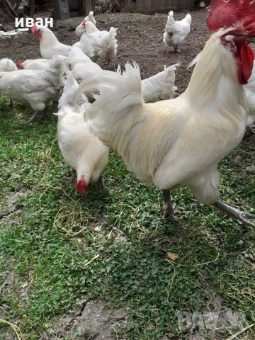 Бяло брезе -оплодени яйца , снимка 5 - Кокошки и пуйки - 28217464