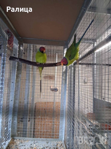 Сливоглав Александър