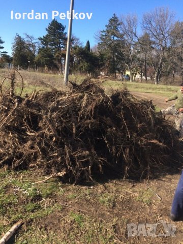 Топола, снимка 2 - Градински цветя и растения - 35476295