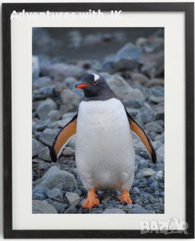 Авторски фотопринт "Пингвин Джентуу" в черна рамка от MDF с паспарту с размер 50х40 см