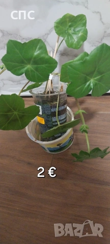 сакъзчета , снимка 2 - Стайни растения - 53449066