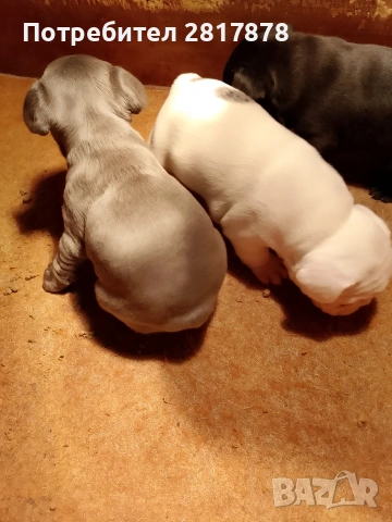 френски булдочета 