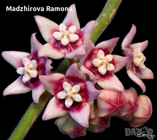 Hoya calycina stargarez 