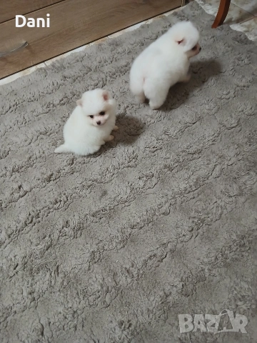 Mini Pomeran, снимка 10 - Померан - 53406474