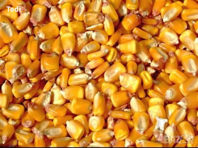 Продавам царевица 