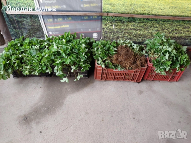 ‼️🌱Здравеите предлагам разсад Малини Висок Добив Много Сладки и Ароматни  Глен Ди Люлин и Полка  , снимка 9 - Градински цветя и растения - 51987265