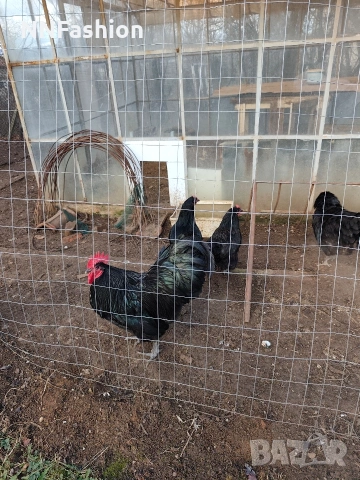 яйца за люпене, черен австролорп , снимка 2 - други­ - 53047931