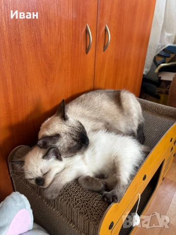 Породисто котенце, снимка 4 - Ангорски - 52003240