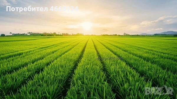 земеделска земя