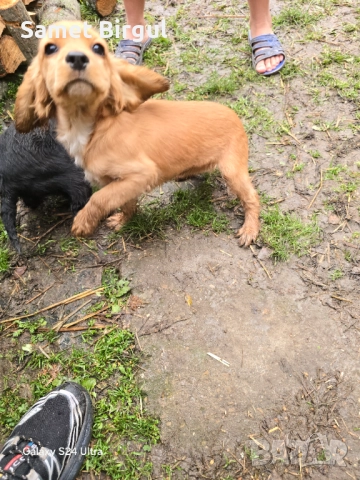 Prodavam 200 lv., снимка 7 - Кокер шпаньол - 52515067