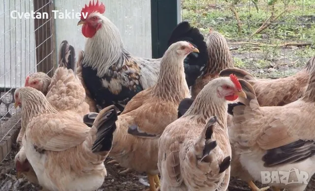 Яйца от Загорска Сьомга , снимка 4 - Кокошки и пуйки - 49225848