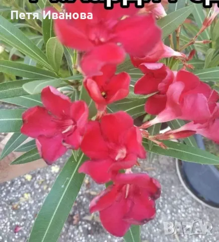 Олеандър червен 