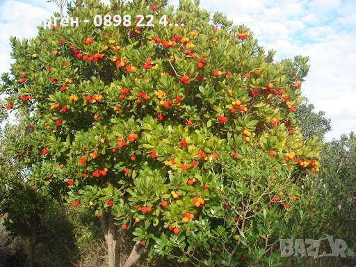 Ягодово дърво - Арбутус, снимка 7 - Разсади - 38115481