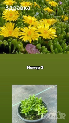 Делосперма 7 цвята , снимка 3 - Градински цветя и растения - 50675838