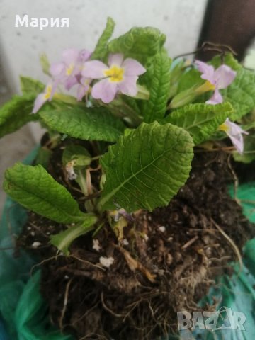 Градинска иглика в 3 цвята и разцветки.От март до Април , снимка 9 - Градински цветя и растения - 32711428