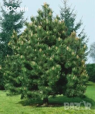 Фиданки от борчета, снимка 6 - Разсади - 48454749