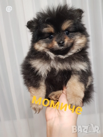 Померан померанчета снимки от днес 03.01.2026г, снимка 10 - Померан - 52967127