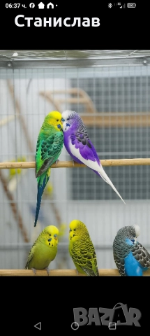 продавам папагали и маслини,финки, снимка 2 - Папагали - 52485011