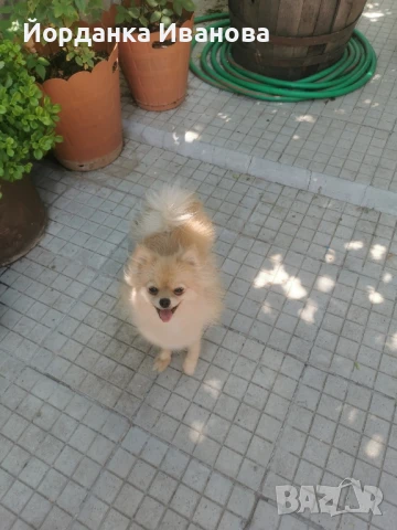 Померан мини шпиц , снимка 1