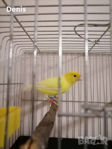 Канарчета Малиноа , снимка 2 - Канари - 52597555