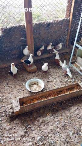 Гълъби декорация и д-р, снимка 16 - Гълъби - 52317736