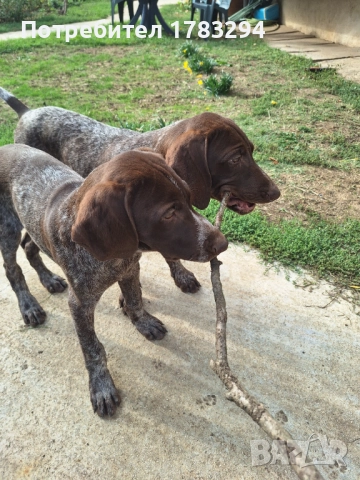 Последни два броя Курцхаари.Предлагаме и транспорт., снимка 1