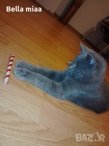 Мъжко Британче , снимка 3 - Британска късокосместа - 53060454