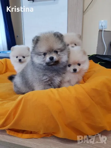 Померан померанчета померани, снимка 7 - Померан - 49137655