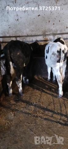 Продавам 2бр мъжки телета , снимка 2 - Крави - 53295775
