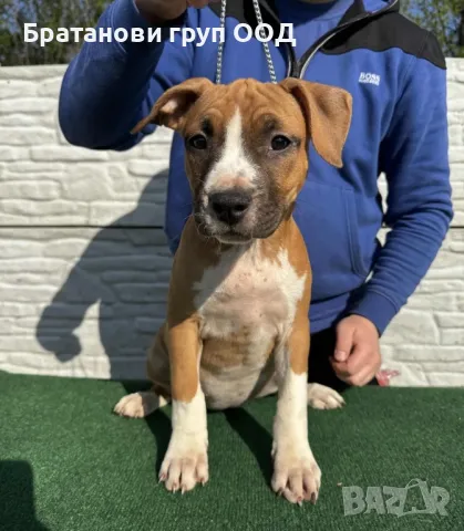 Американски Стафордширски териер, снимка 7 - Американски стафордширски териер - 49782173