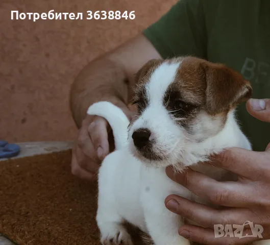 Джак ръсел твърдокосмест, снимка 3 - Джак ръсел териер - 50378311