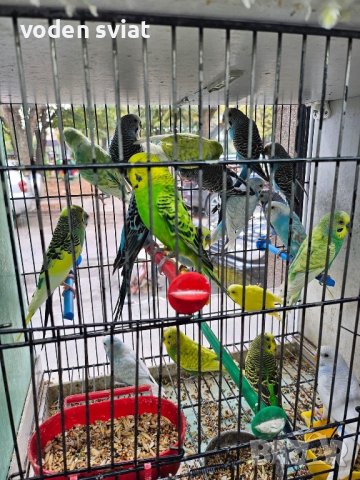 Разнообразие на папагали, снимка 6 - Папагали - 43127939